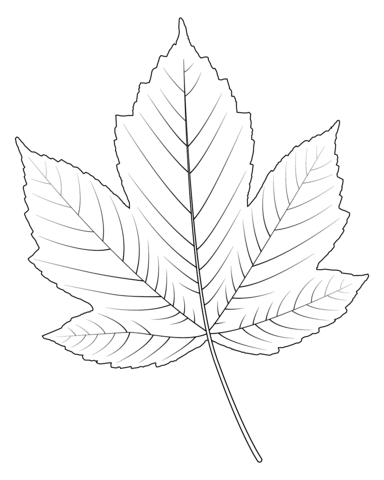 Field Maple Leaf Coloring Page